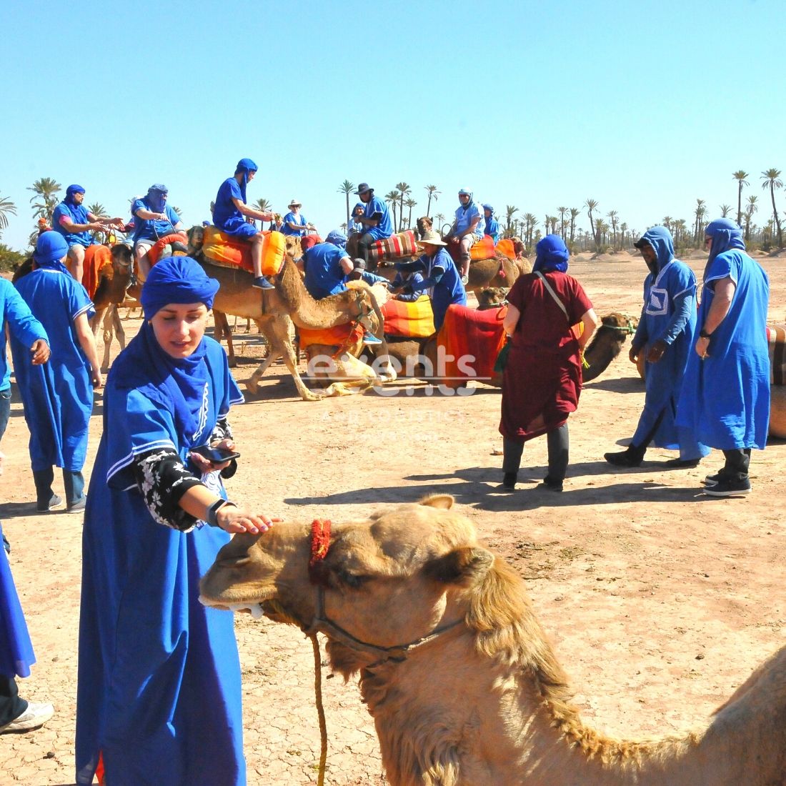 Découvertes à dos de dromadaire Marrakech Palmeraie Agafay désert